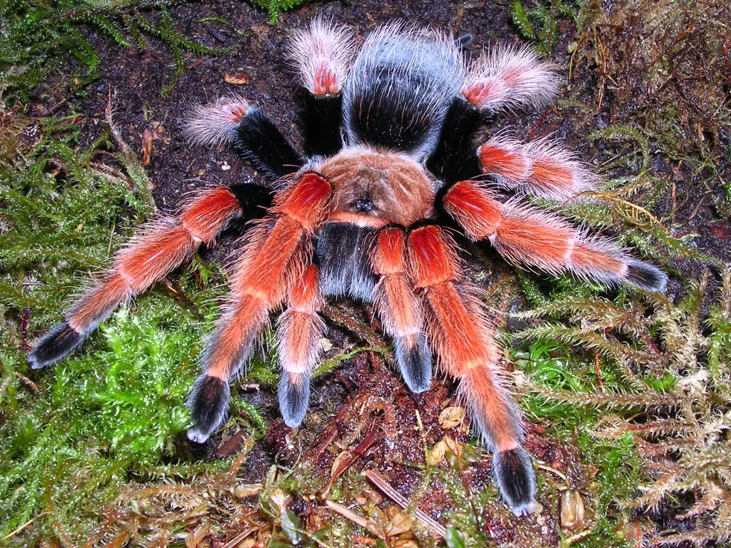 17331 tarantula in japanese 2