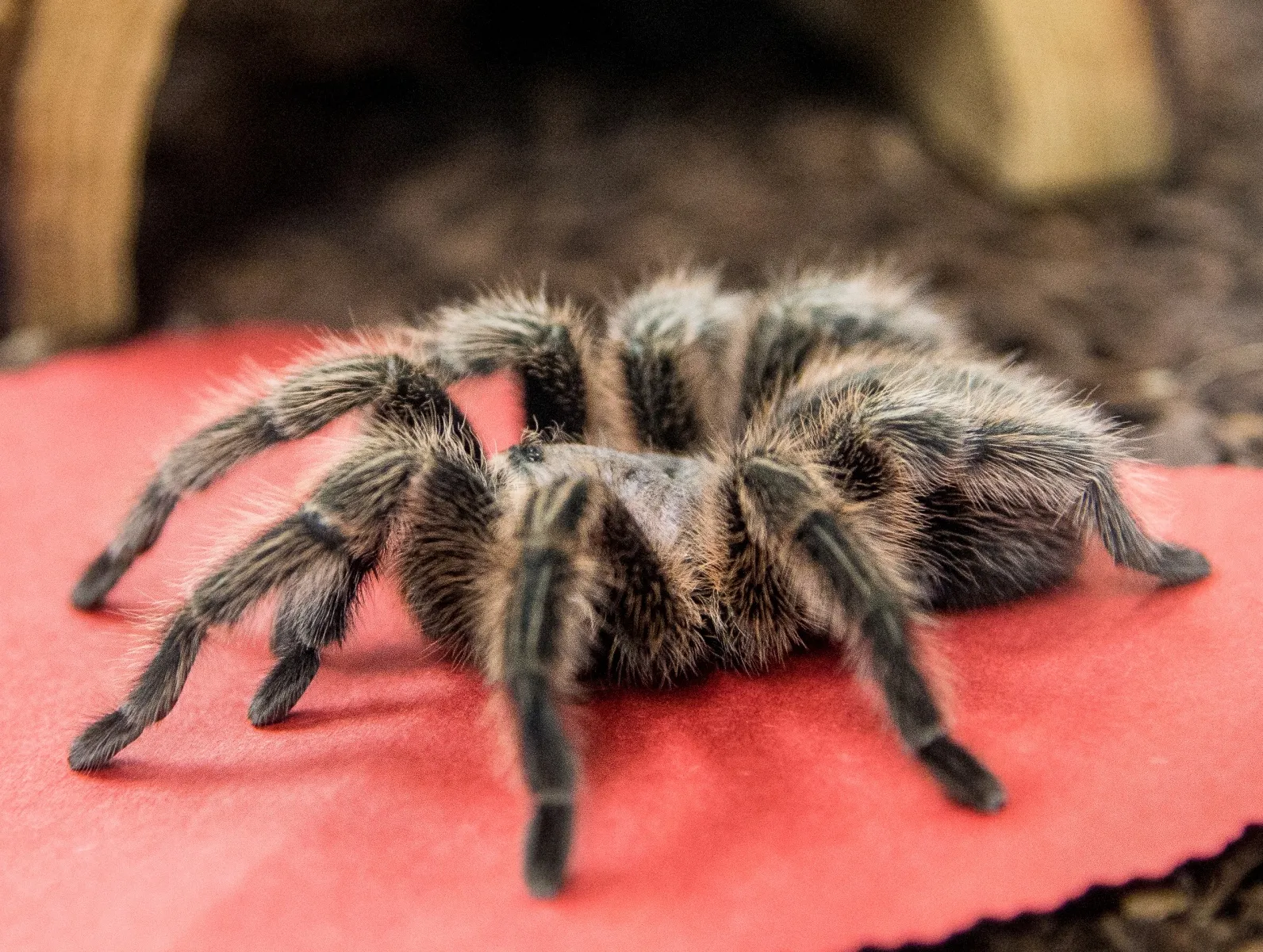 17331 tarantula in japanese 6