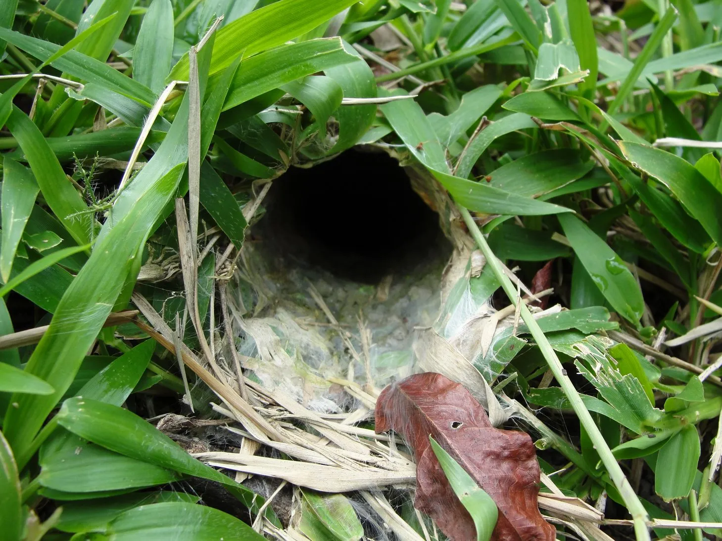 /img/17332-baby-tarantula-food-storage.webp