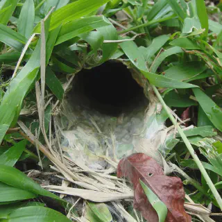 /img/17332-baby-tarantula-food-storage.webp