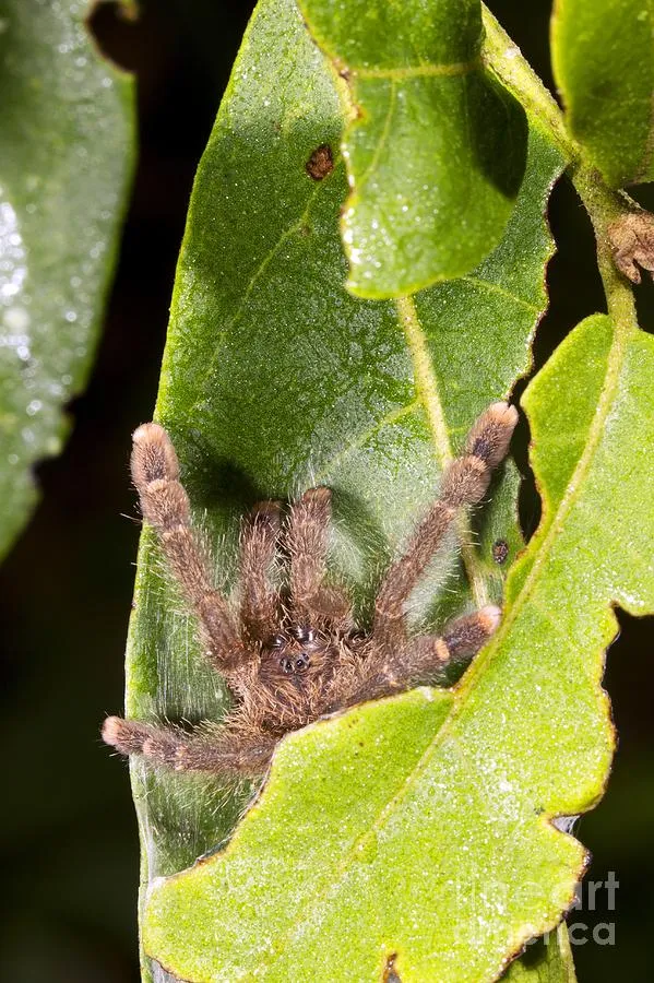 17332 baby tarantula molting