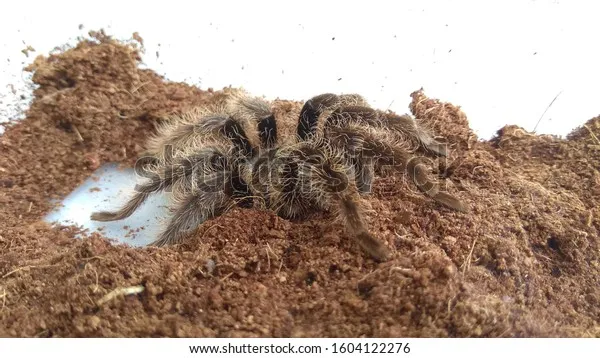 17332 baby tarantula nest protection