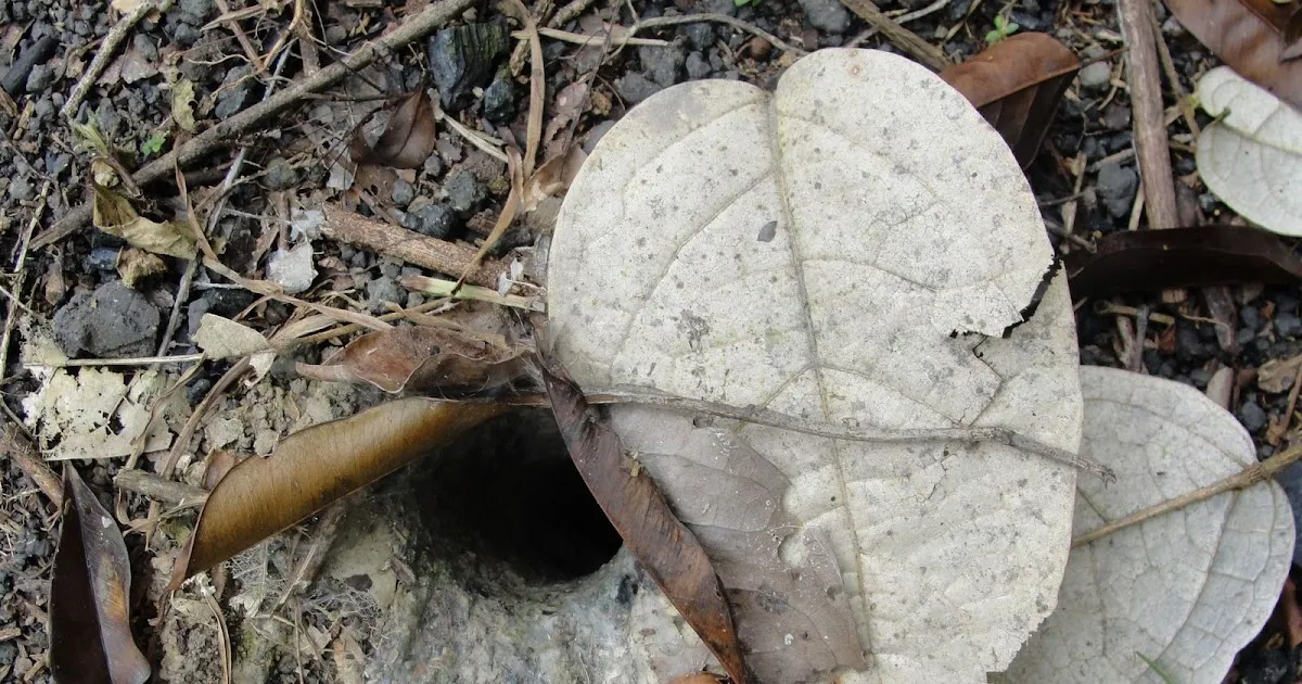 17332 tarantula nest building