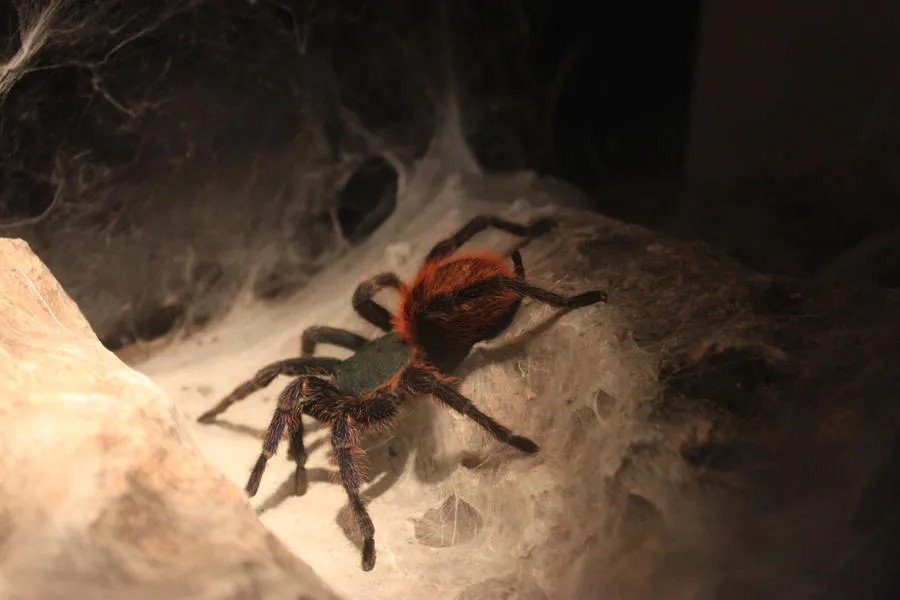 17332 tarantula temperature regulation