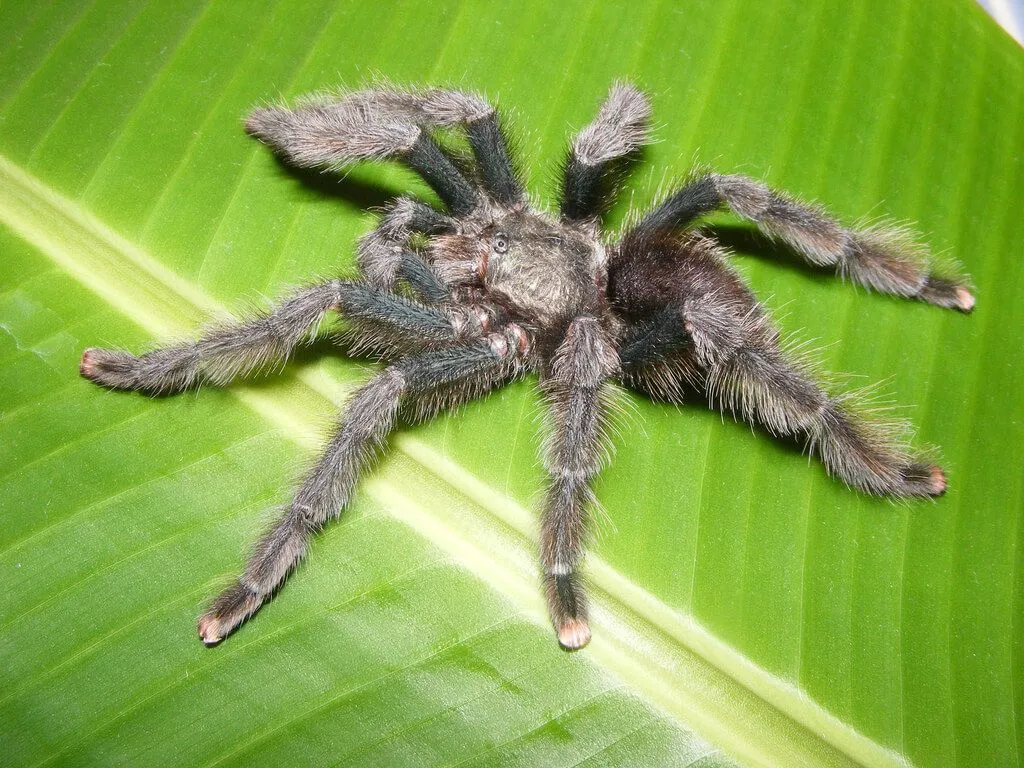 /img/17334-pink-toe-tarantula-conservation.webp
