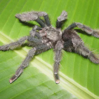 /img/17334-pink-toe-tarantula-conservation.webp