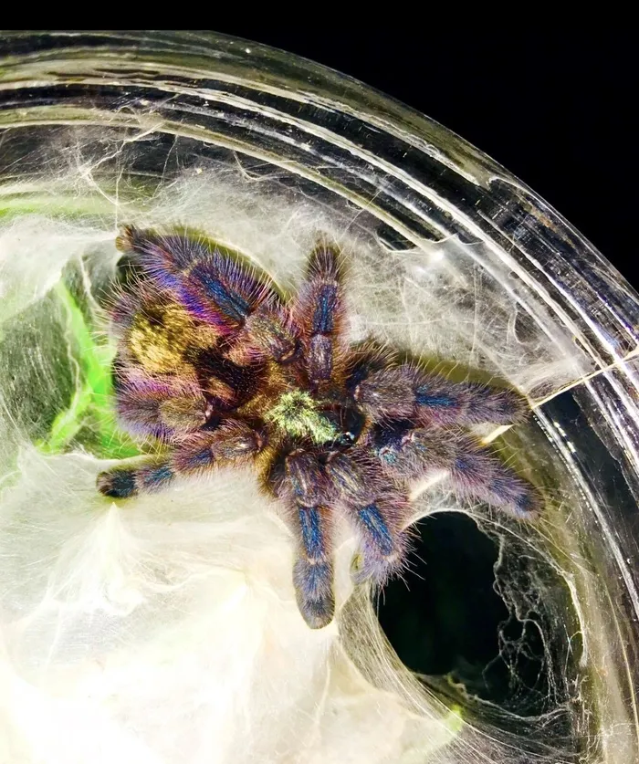 17334 pink toe tarantula enclosure