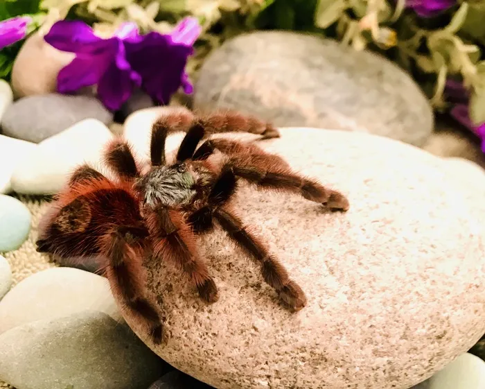 17334 pink toe tarantula feeding