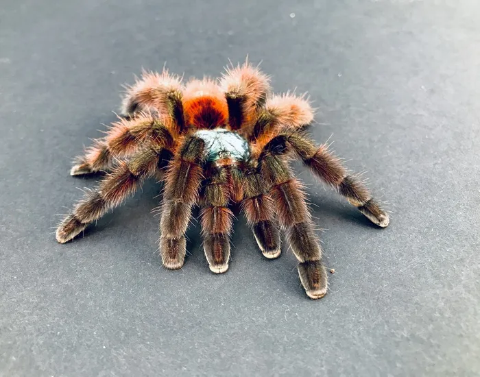 17334 pink toe tarantula size
