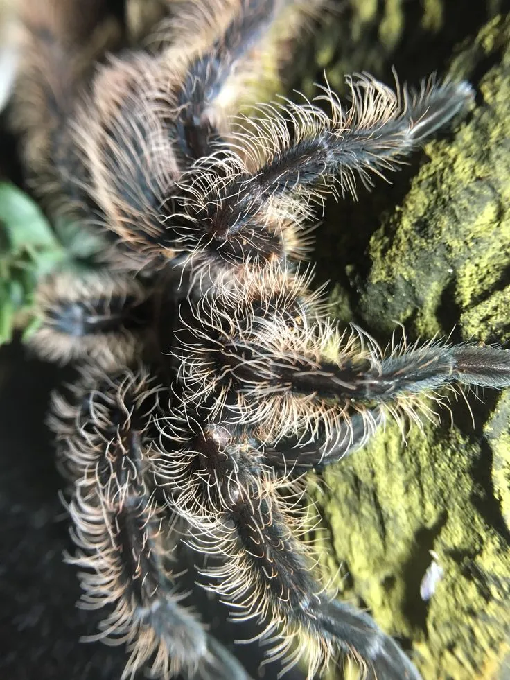 17335 tarantula reader reaction