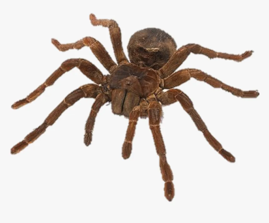 /img/17336-acapella-pendulum-tarantula-male-female.webp
