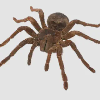 /img/17336-acapella-pendulum-tarantula-male-female.webp