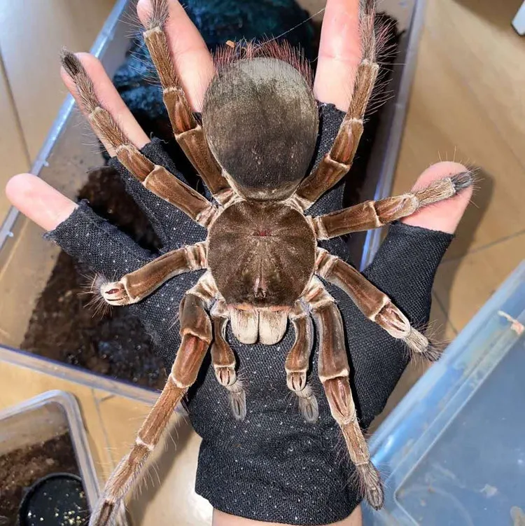 17337 local pet store tarantula