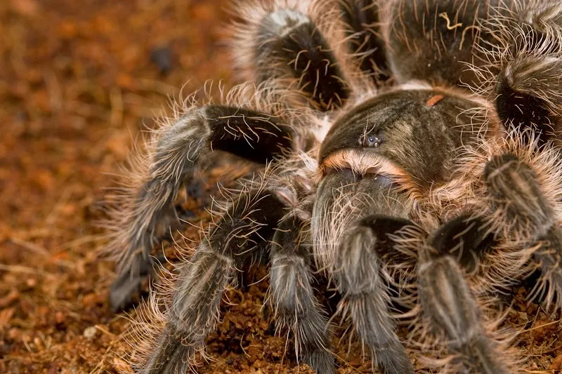 17337 specialized reptile shop tarantula