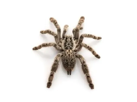 17337 tarantula breeder