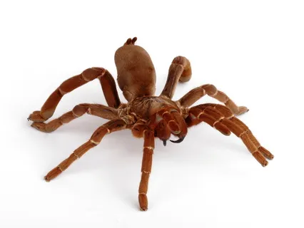 /img/17337-tarantula-care-setup.webp