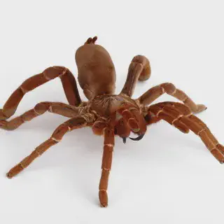 /img/17337-tarantula-care-setup.webp