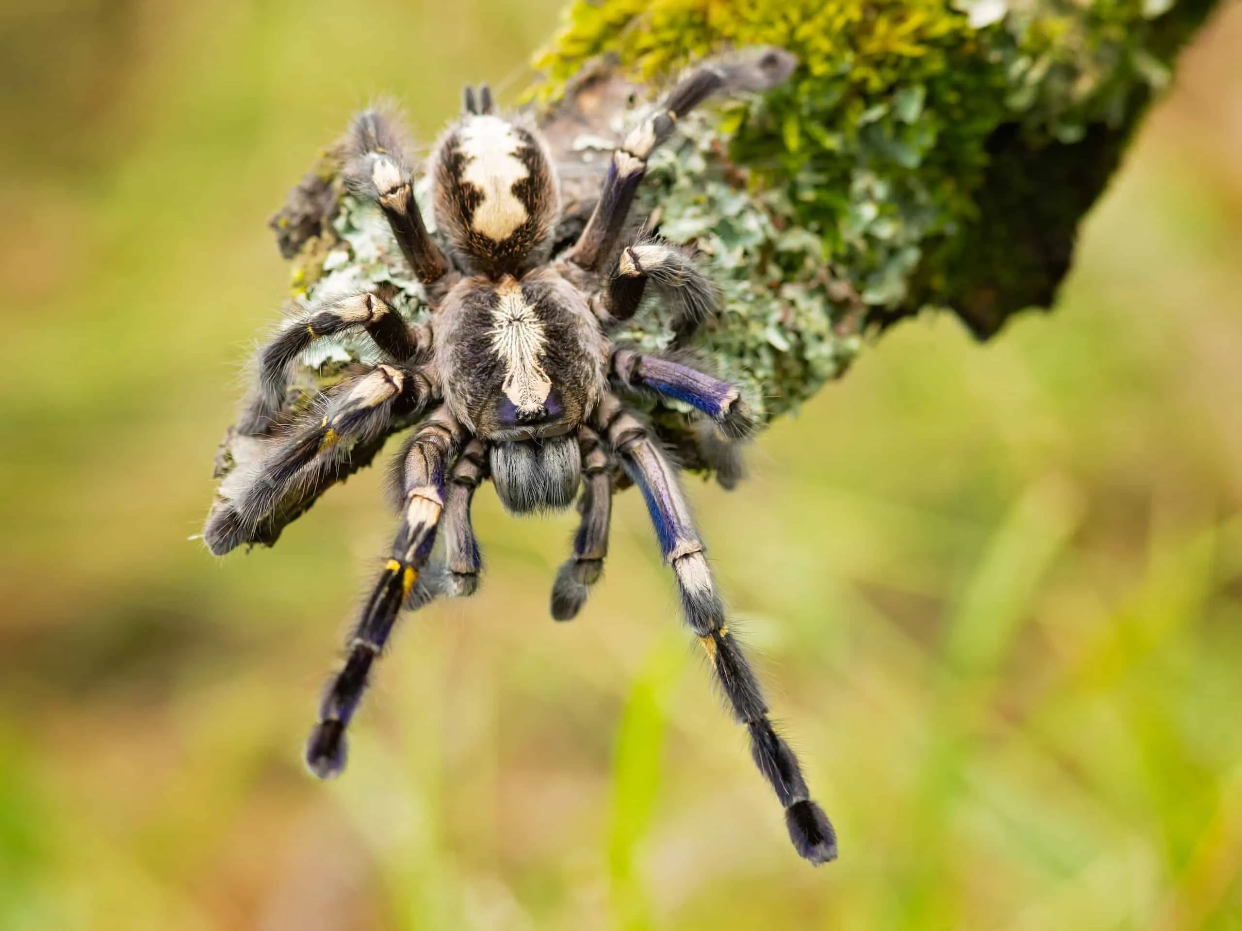 17338 climate change tarantula