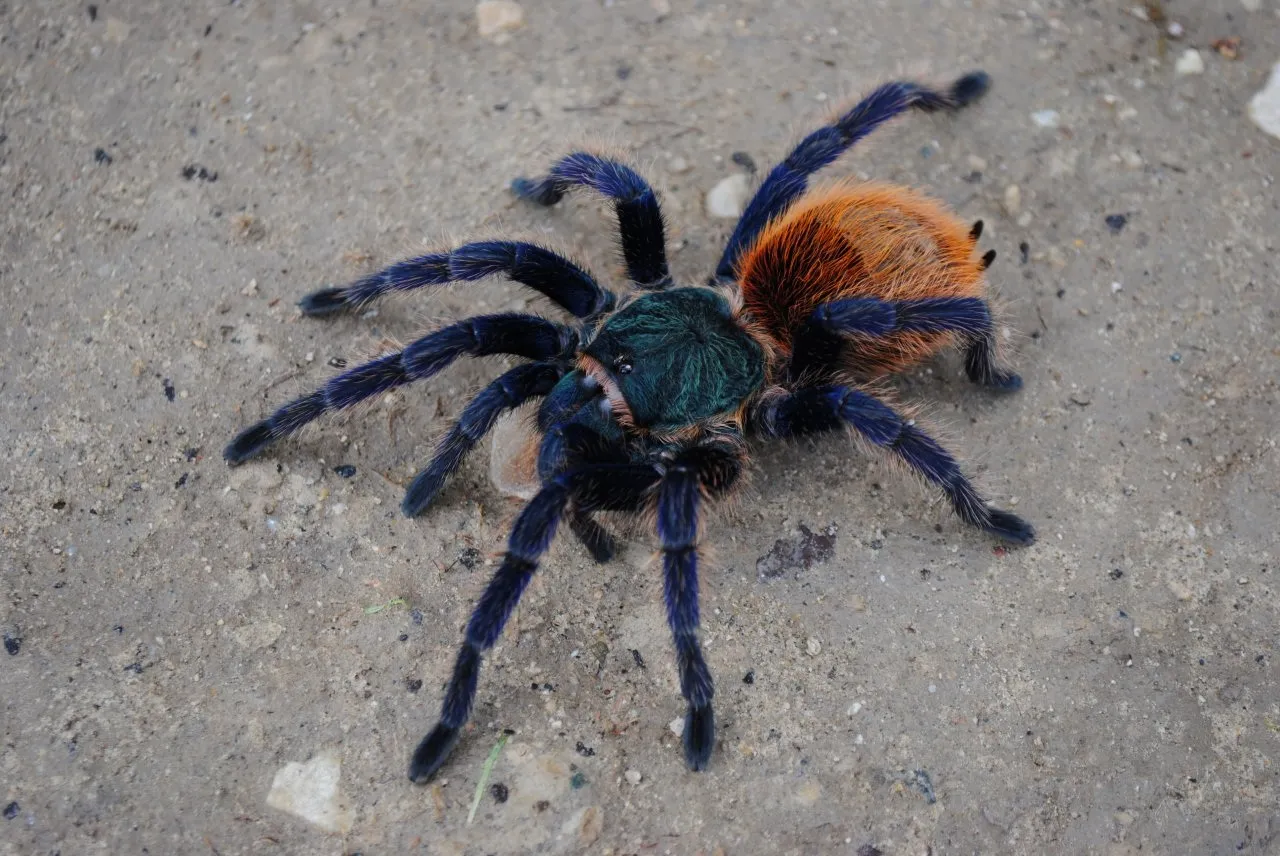 /img/17338-conservation-efforts-tarantula.webp