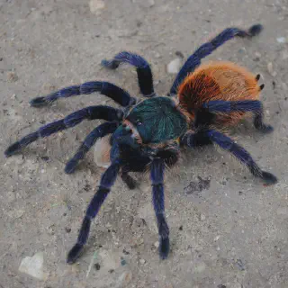 /img/17338-conservation-efforts-tarantula.webp