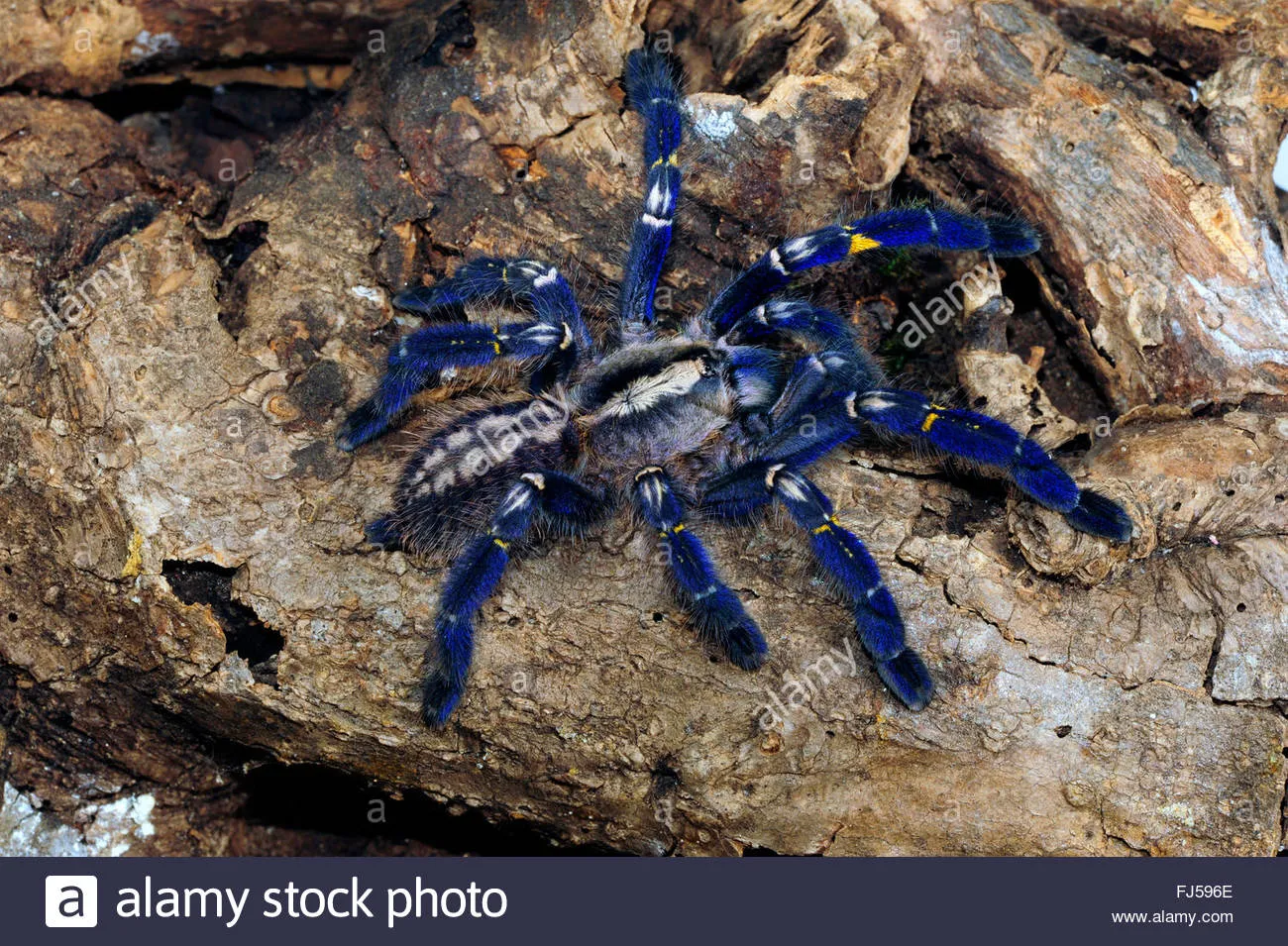 17338 habitat loss gooty tarantula