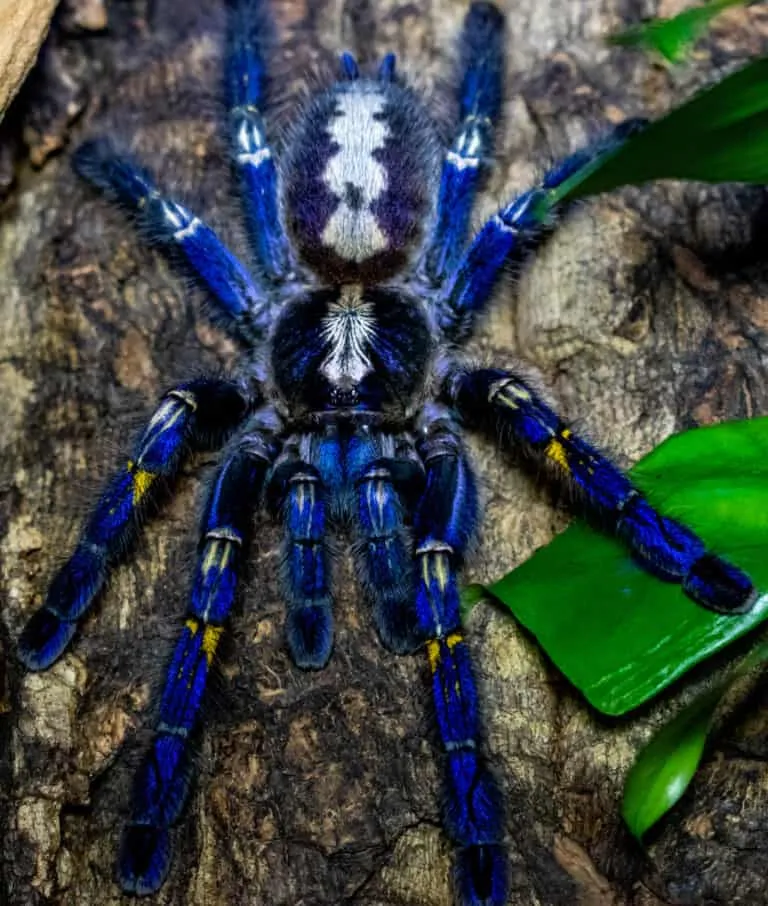 17338 pesticide impact tarantulas