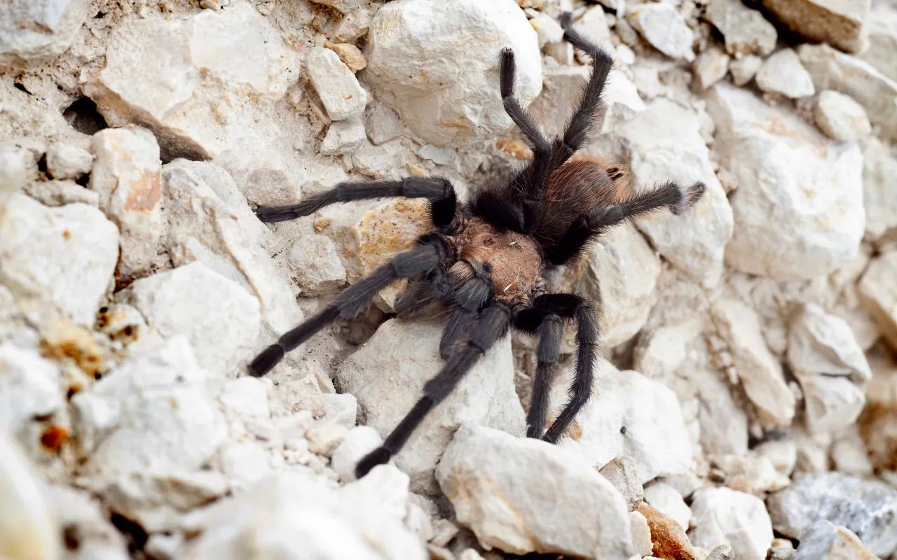 17340 texas tan tarantula conservation