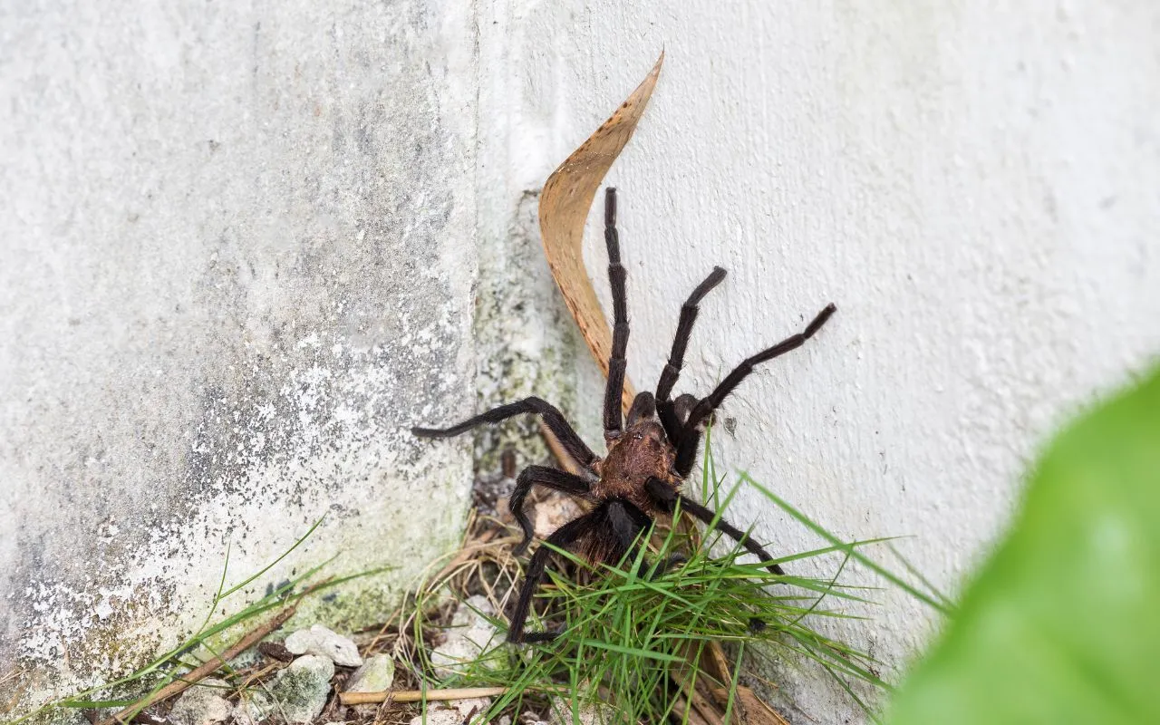 /img/17340-texas-tan-tarantula-cultural-significance.webp