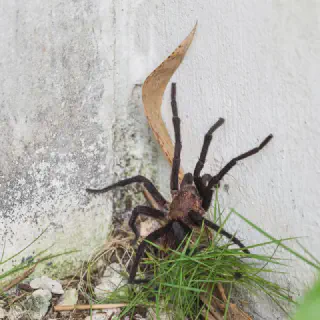 /img/17340-texas-tan-tarantula-cultural-significance.webp