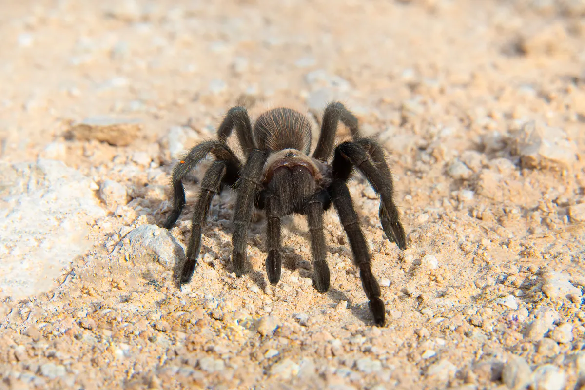 17340 texas tan tarantula defense
