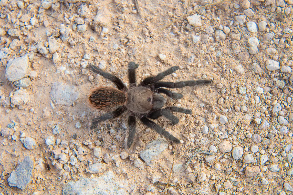 17340 texas tan tarantula feeding
