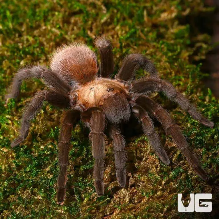17340 texas tan tarantula habitat