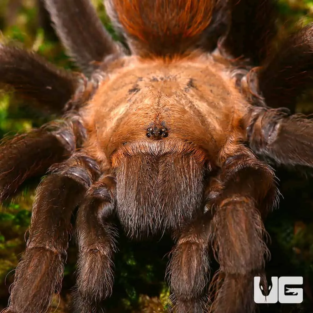 17340 texas tan tarantula identification