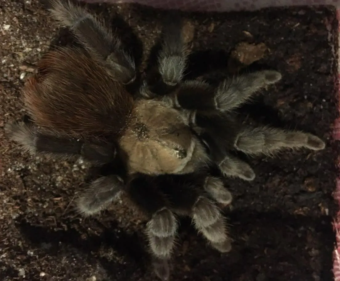 17340 texas tan tarantula life cycle