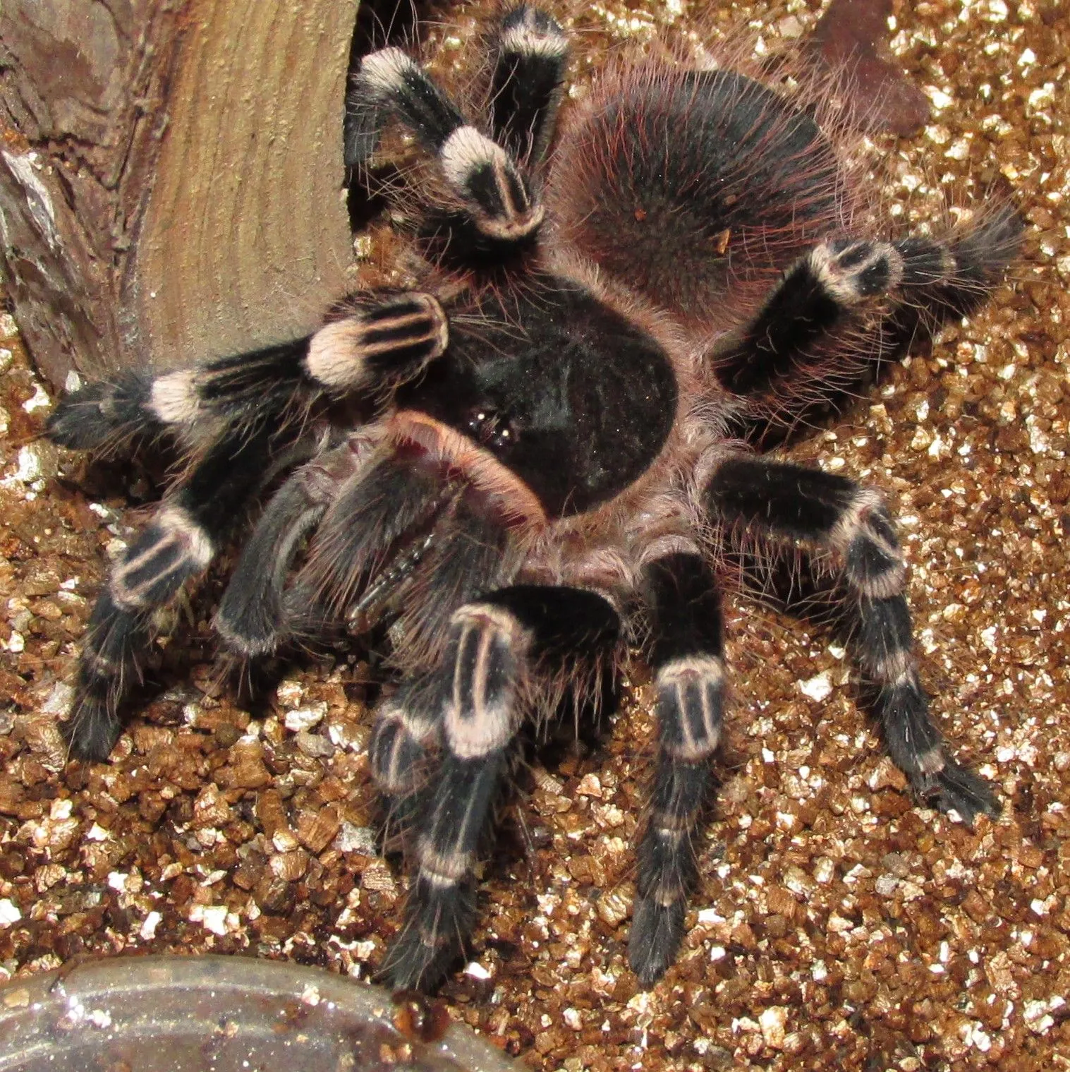 17341 giant white knee tarantula sale 2
