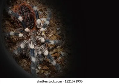 17341 giant white knee tarantula sale 3