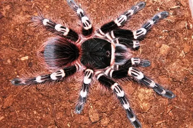 17341 giant white knee tarantula sale 4