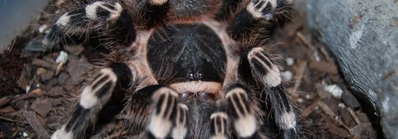 17341 giant white knee tarantula sale 5