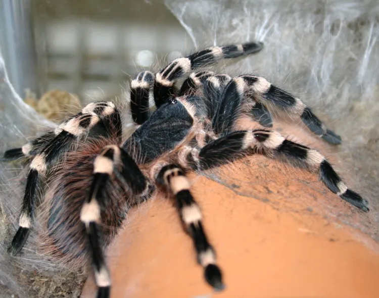 17341 giant white knee tarantula sale 6