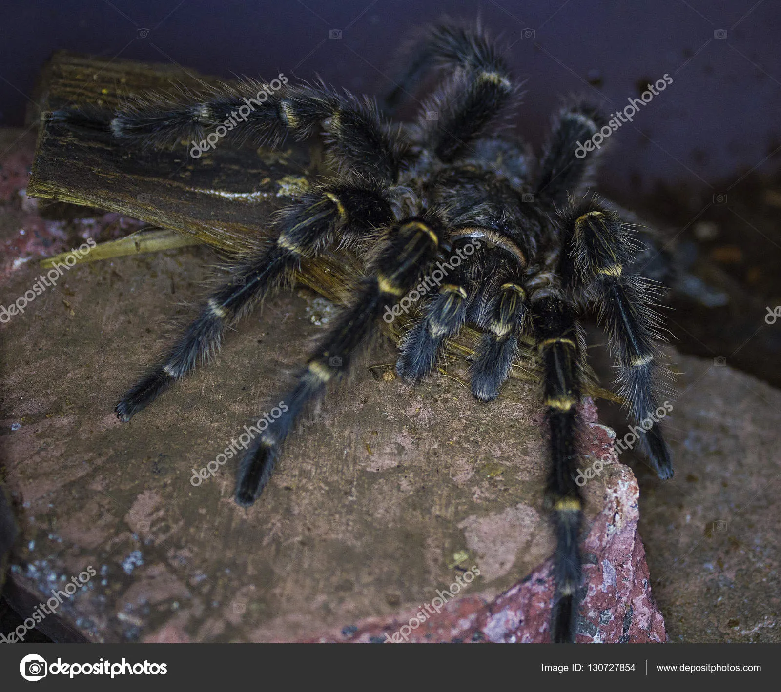 /img/17341-giant-white-knee-tarantula-sale-7.webp