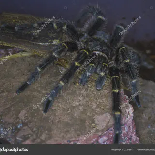 /img/17341-giant-white-knee-tarantula-sale-7.webp