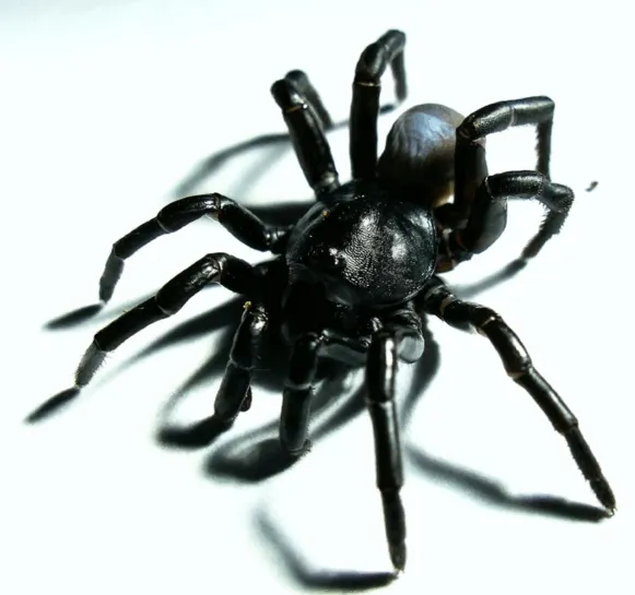 17342 florida tarantula close up
