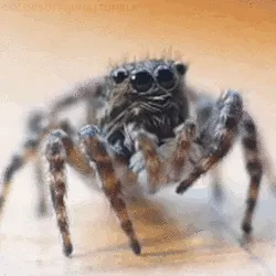 17342 florida tarantula habitat