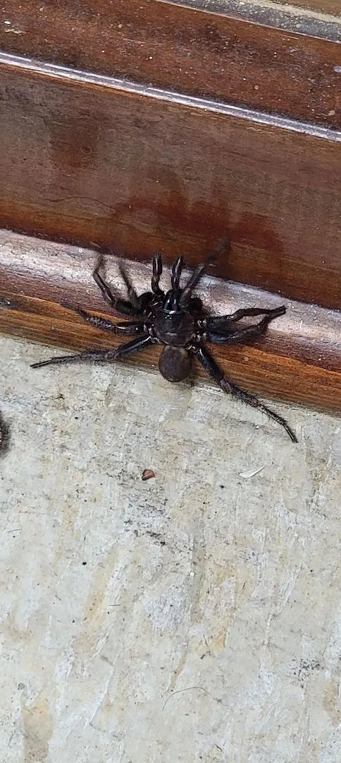 17342 tarantula defensive mechanisms