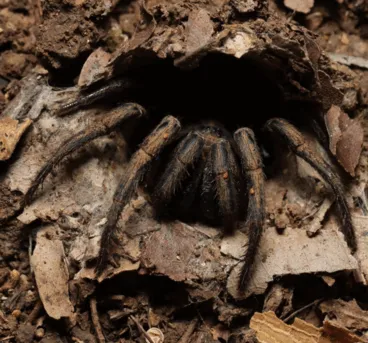 17342 tarantula lifespan