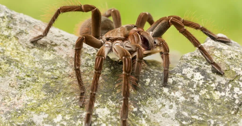 17343 bird eating tarantula prey