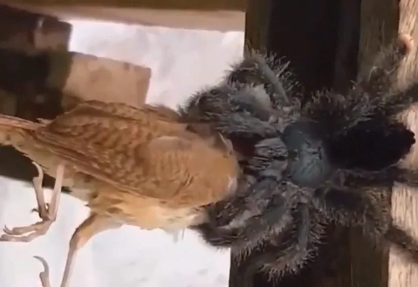 17343 tarantula behavior