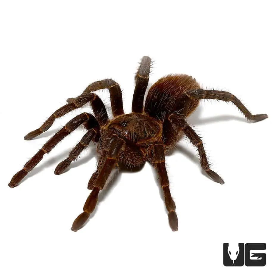 17343 tarantula conservation