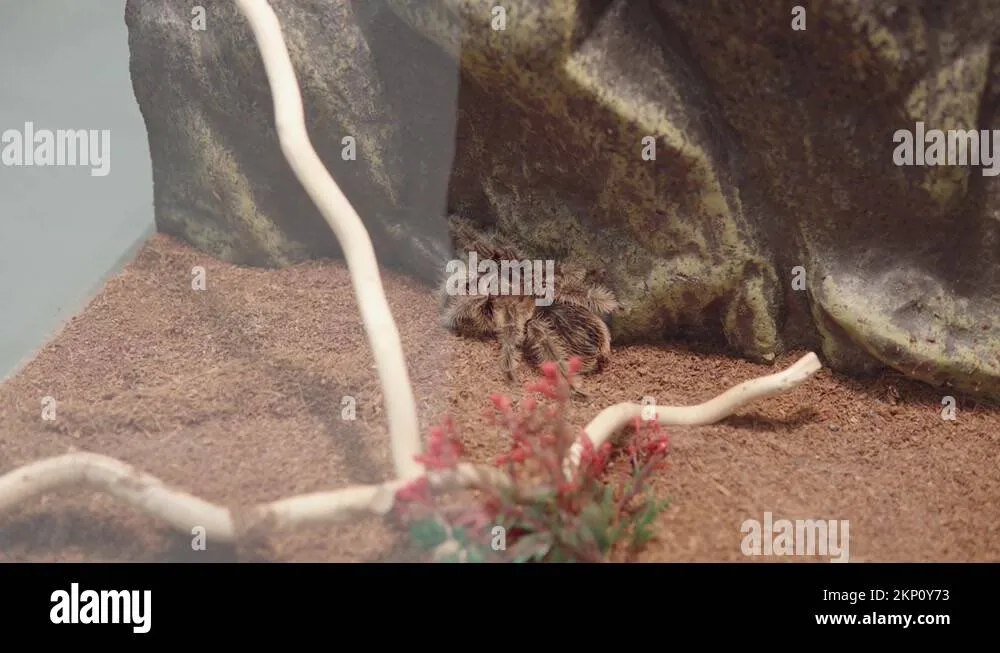 17343 tarantula hunting