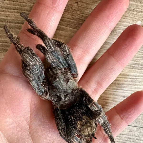 17343 tarantula physical characteristics